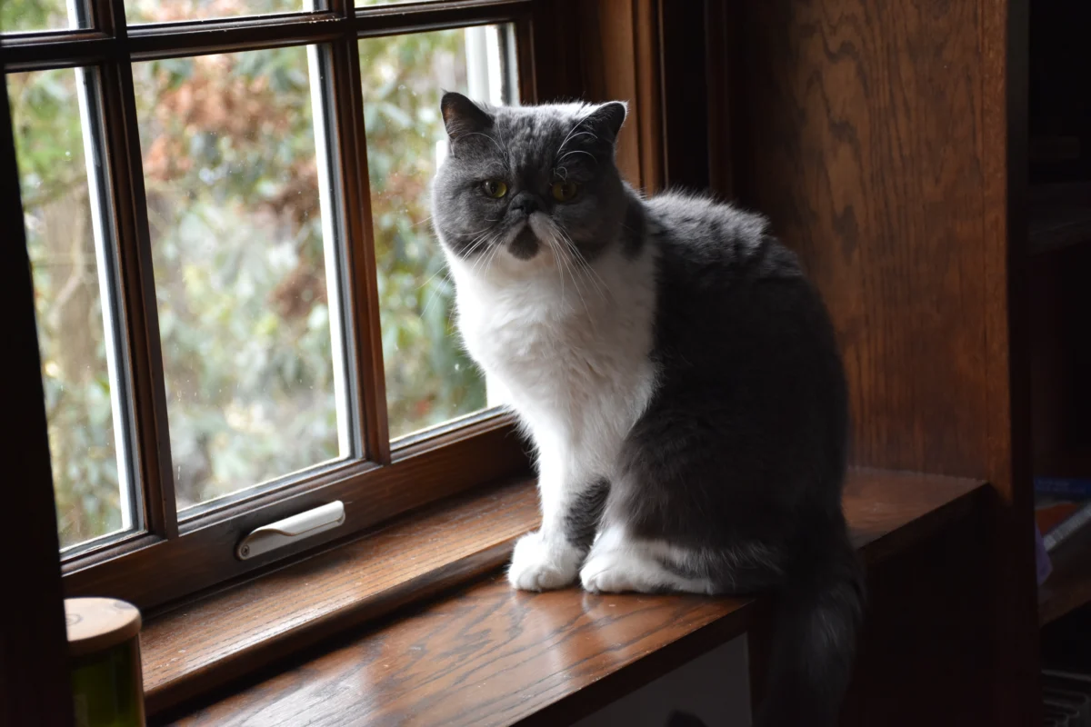 Exotic Shorthair – race de chat