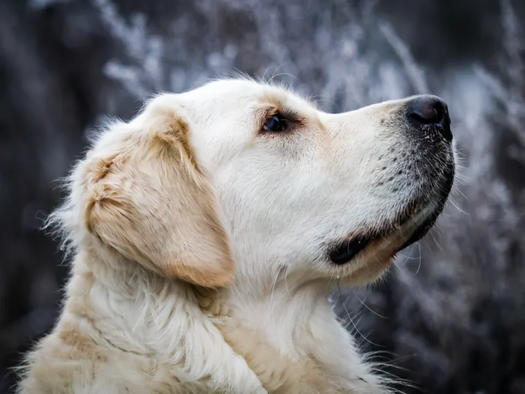Golden Retriever – race de chien