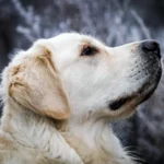 Golden Retriever – race de chien