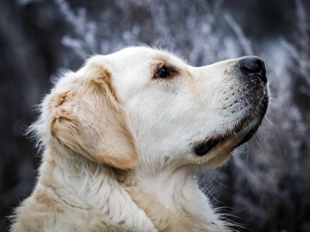 Golden Retriever – race de chien