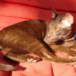 Havana Brown – race de chat