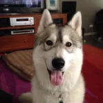 Husky sibérien – race de chien