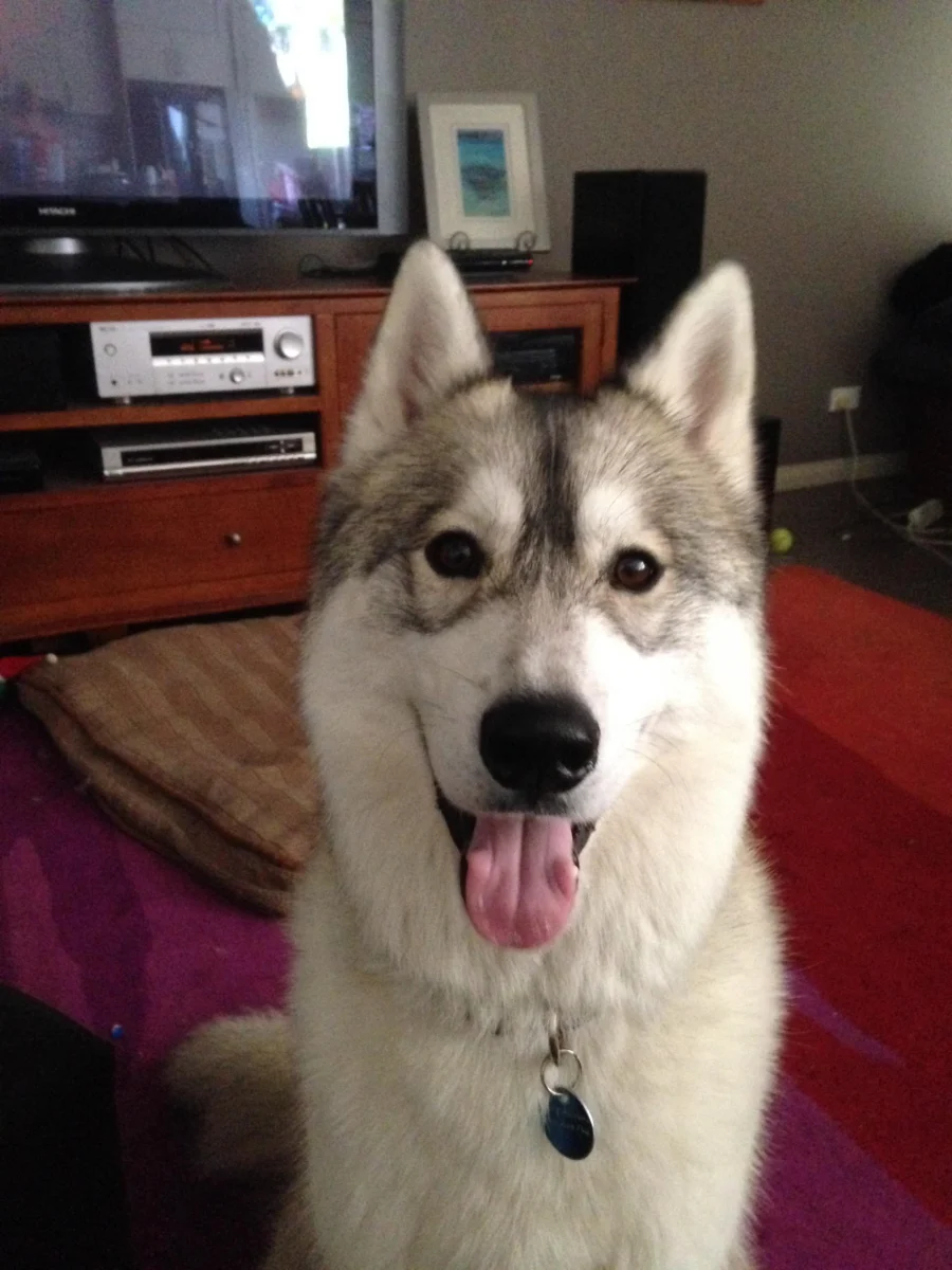 Husky sibérien – race de chien