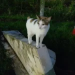 Japanese Bobtail – race de chat