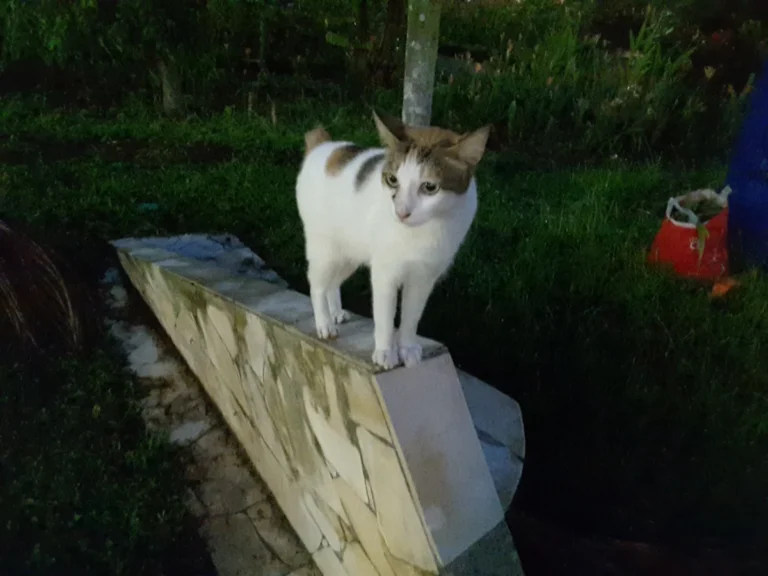 Japanese Bobtail – race de chat