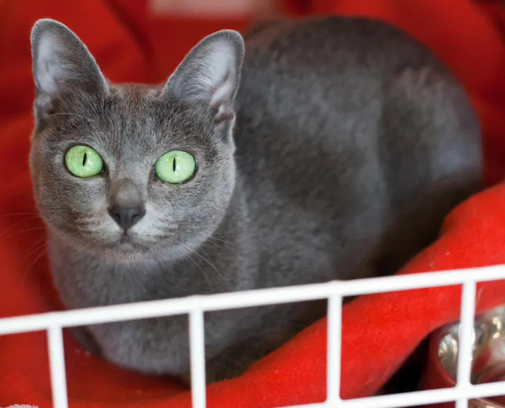 Korat – race de chat