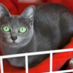 Korat – race de chat
