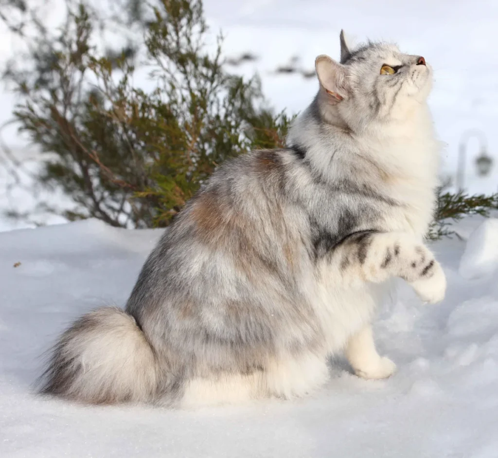 Kurilian Bobtail – race de chat