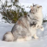 Kurilian Bobtail – race de chat