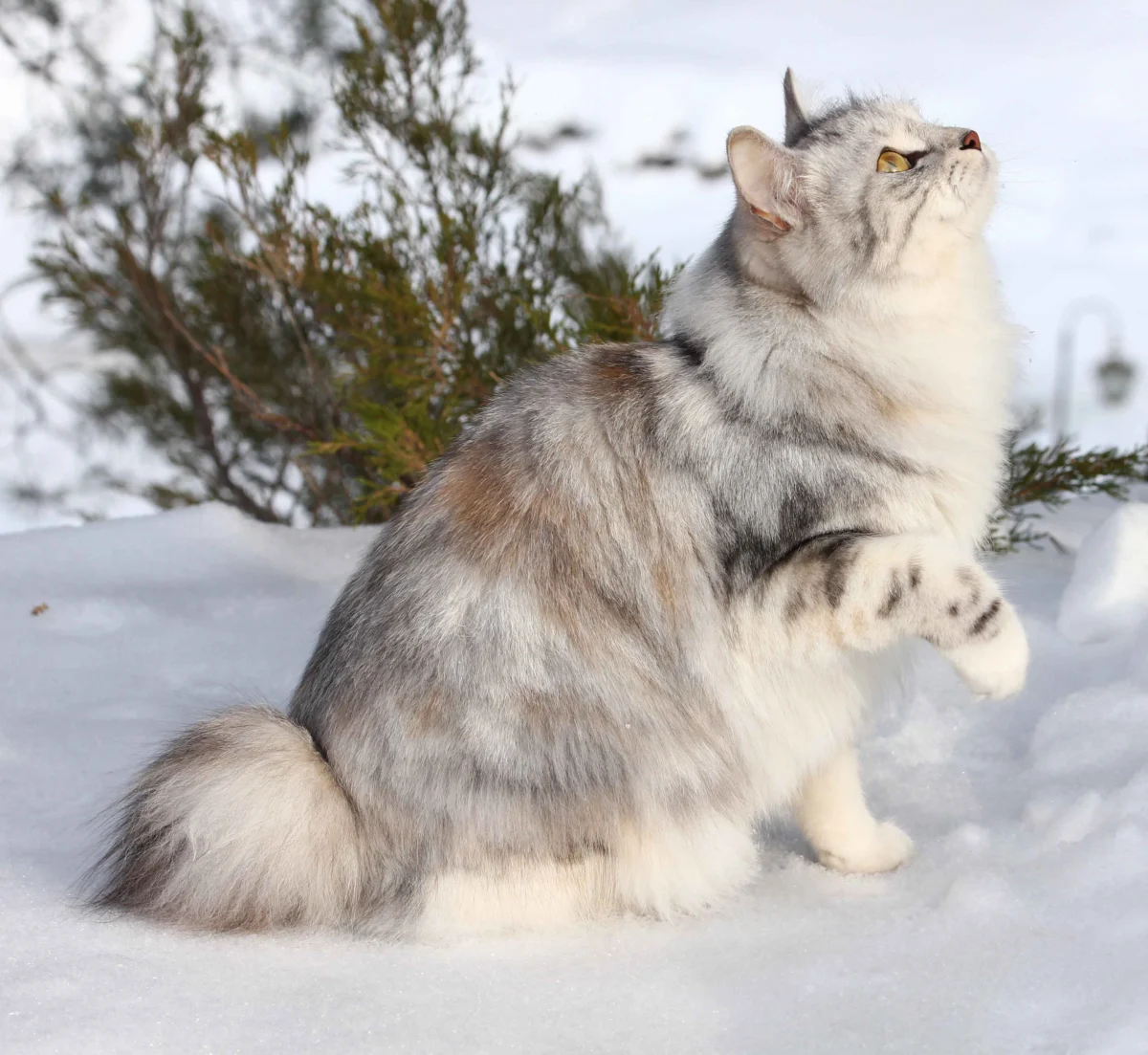 Kurilian Bobtail – race de chat