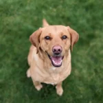 Labrador Retriever – race de chien