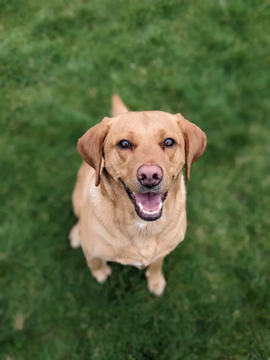 Labrador Retriever – race de chien