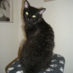 LaPerm – race de chat