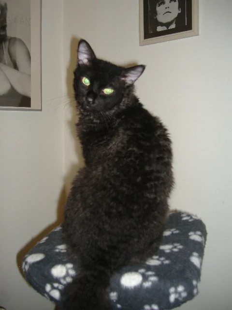LaPerm – race de chat