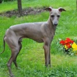 Lévrier italien – race de chien