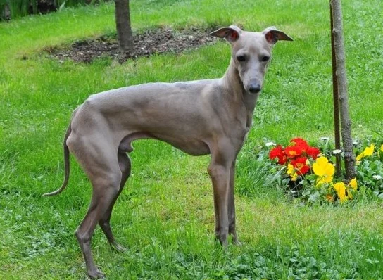 Lévrier italien – race de chien
