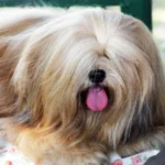 Lhassa Apso – race de chien