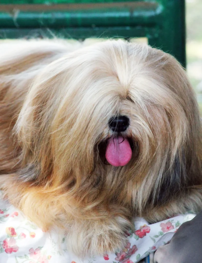 Lhassa Apso – race de chien