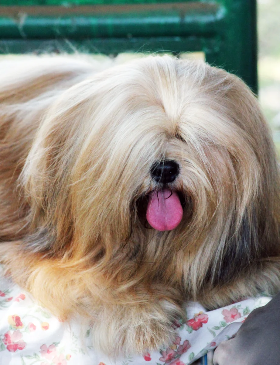 Lhassa Apso – race de chien