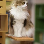 Maine Coon – race de chat