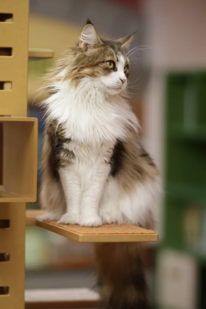 Maine Coon – race de chat