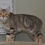 Manx – race de chat