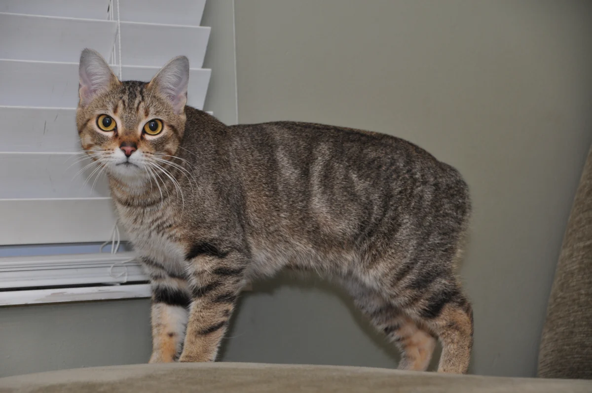 Manx – race de chat