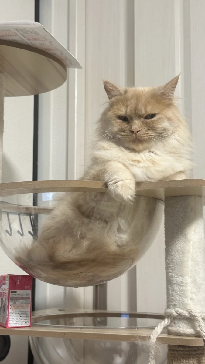 Munchkin – race de chat