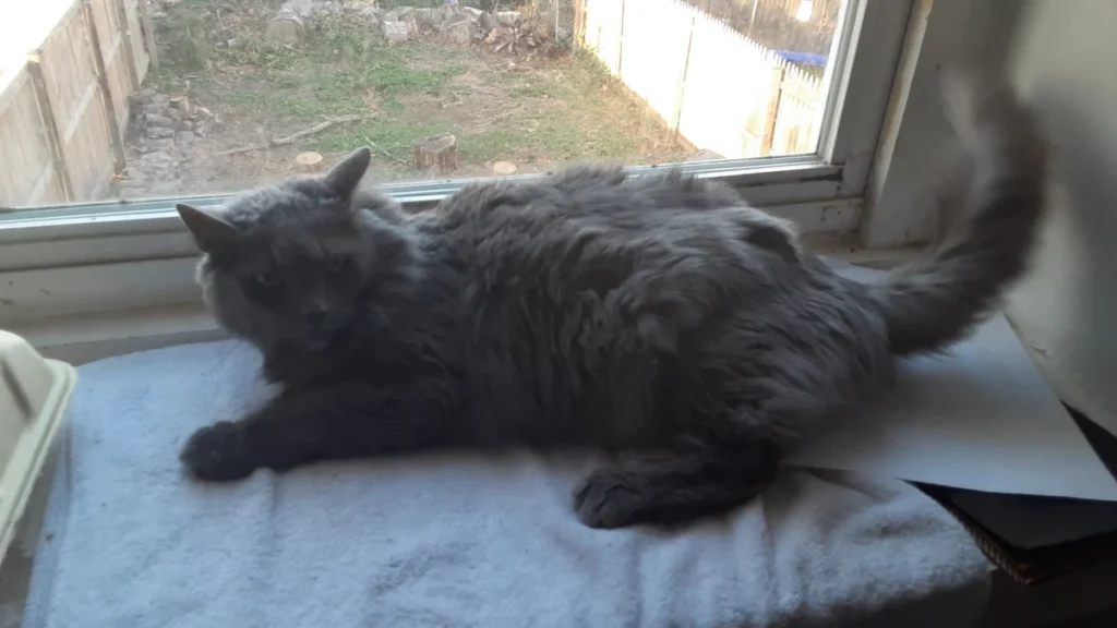 Nebelung – race de chat