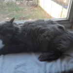 Nebelung – race de chat