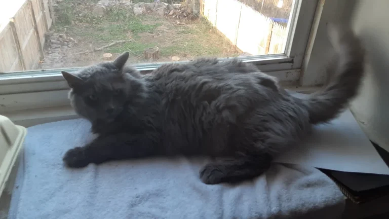 Nebelung – race de chat