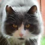 Norvégien – race de chat