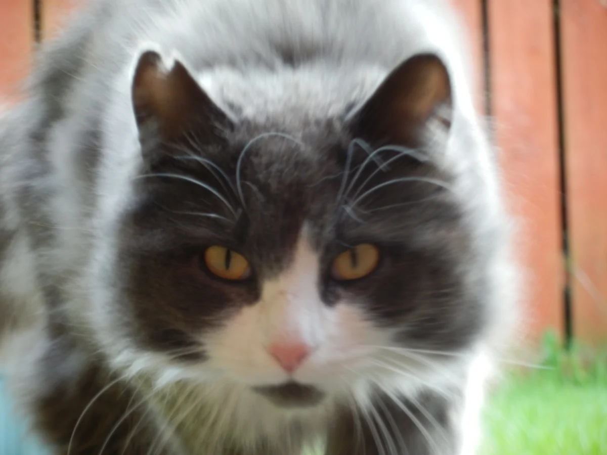 Norvégien – race de chat