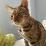 Ocicat – race de chat