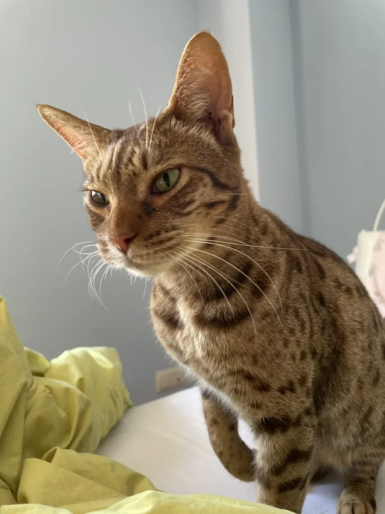 Ocicat – race de chat