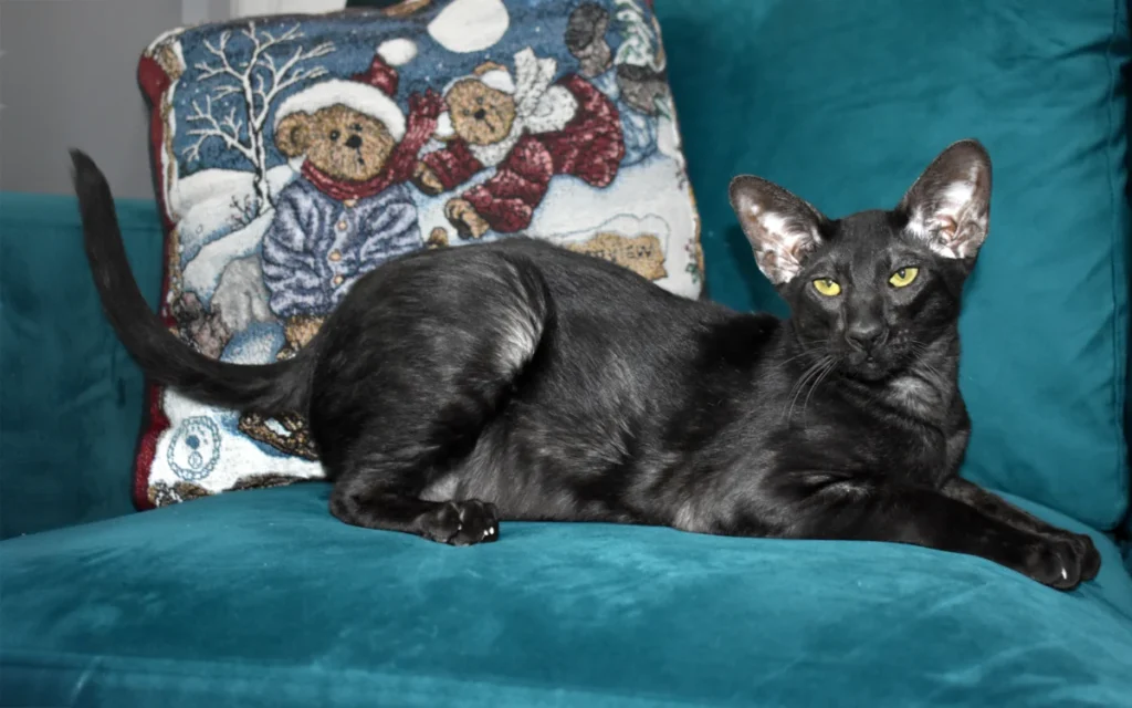 Oriental Shorthair – race de chat