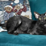 Oriental Shorthair – race de chat