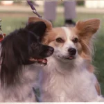 Papillon – race de chien