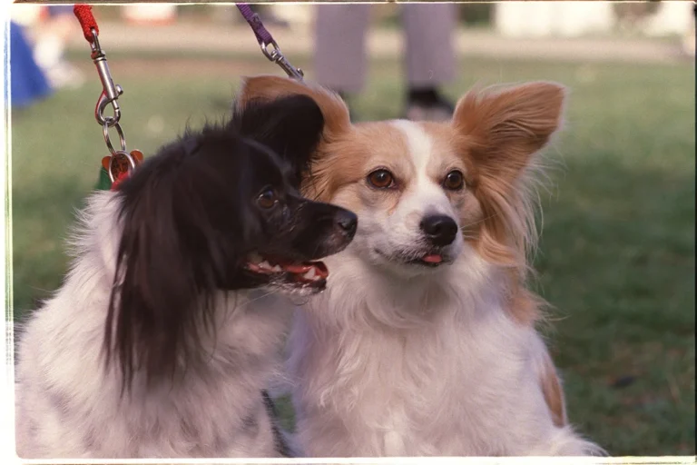 Papillon – race de chien