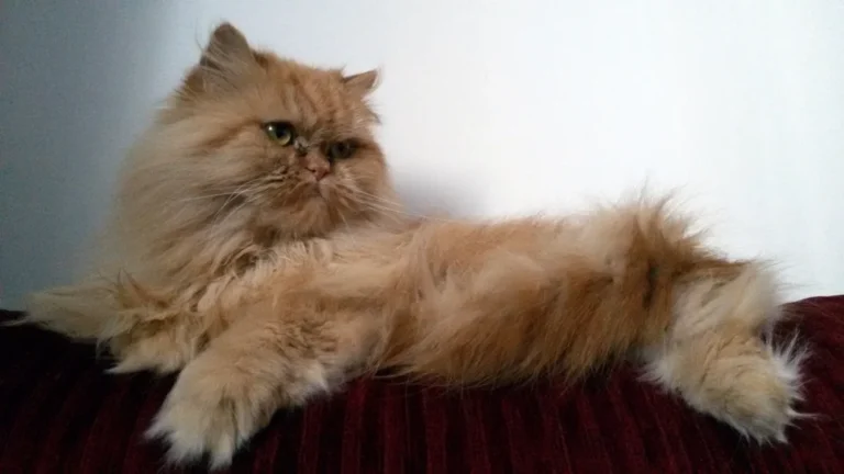 Persan – race de chat