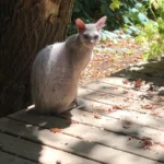 Peterbald – race de chat