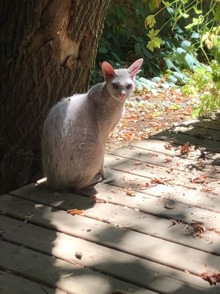 Peterbald – race de chat