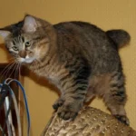 Pixie-bob – race de chat