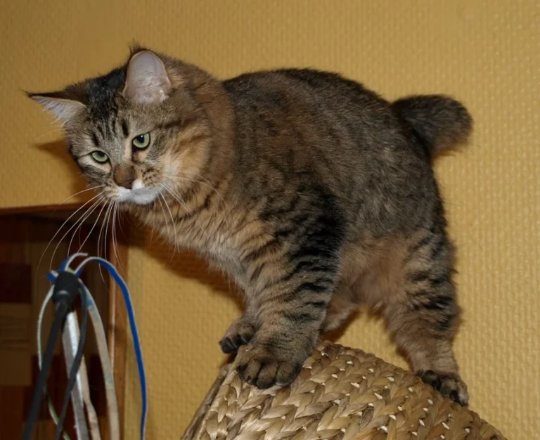 Pixie-bob – race de chat