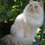 Ragamuffin – race de chat