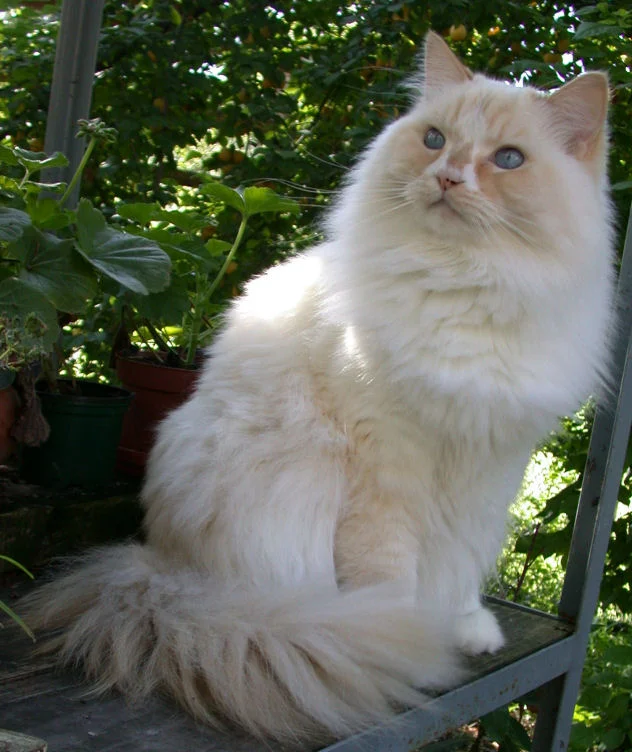 Ragamuffin – race de chat