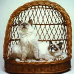 Ragdoll – race de chat