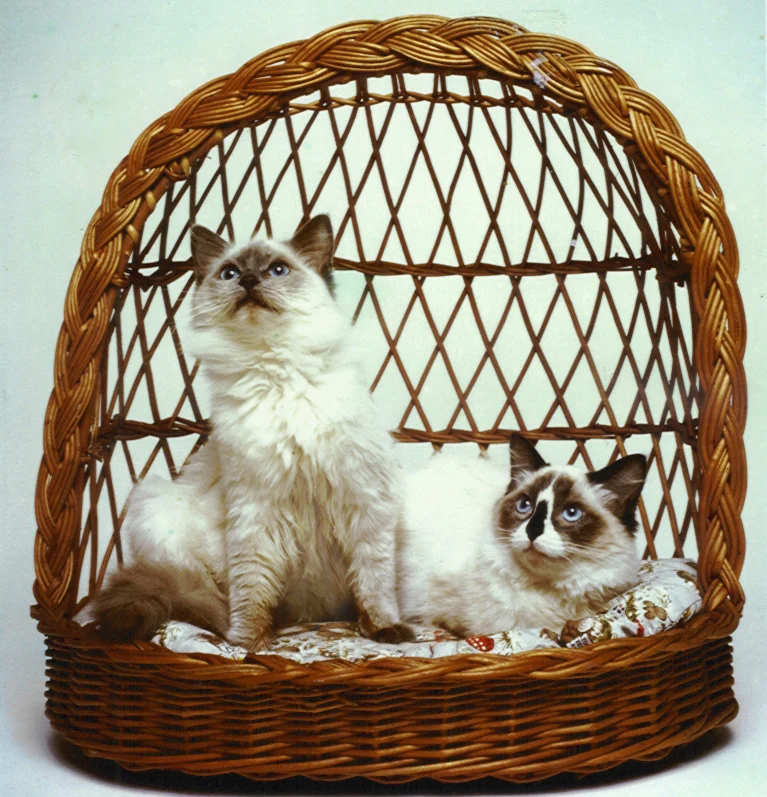 Ragdoll
