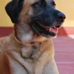 Rhodesian Ridgeback – race de chien