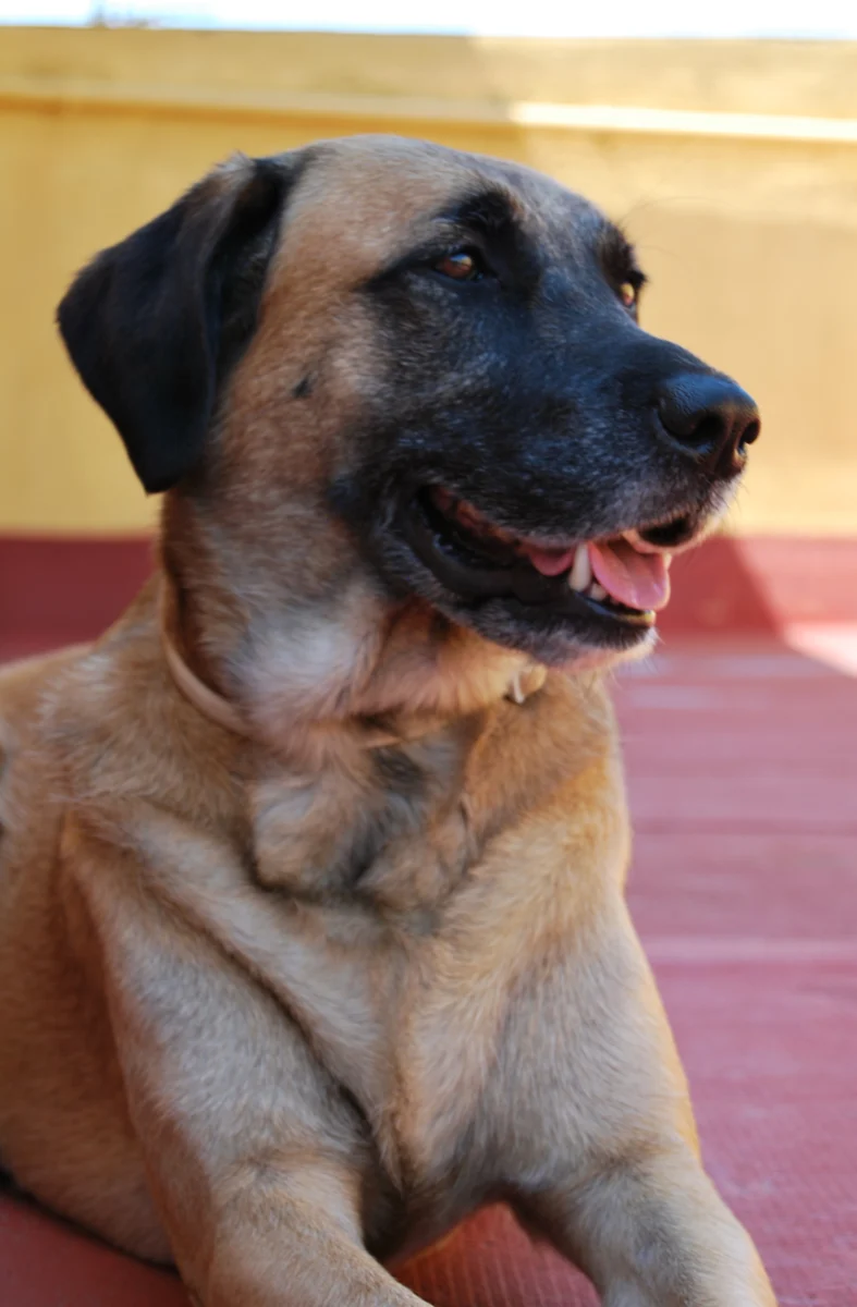 Rhodesian Ridgeback – race de chien